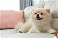 pomeranian puppy posted by Edward Moore